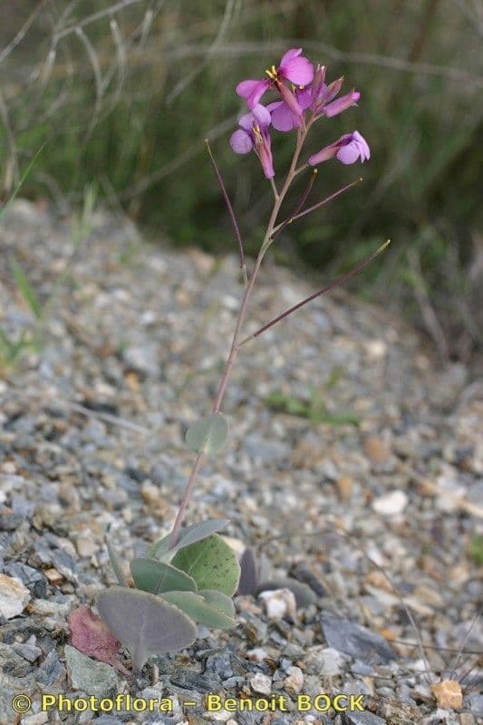 Moricandia 12