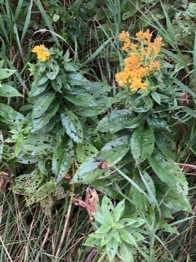 Euthamia graminifolia 18