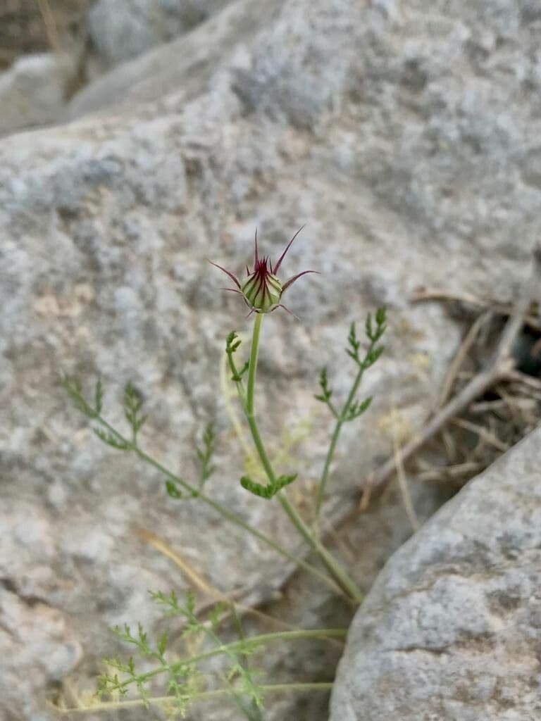 Schuppige Artedia 5