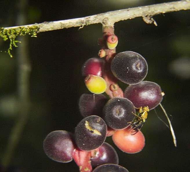 Sorocea 2
