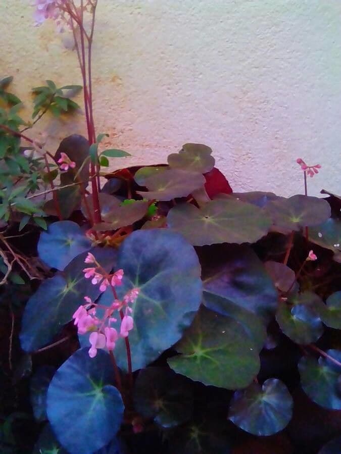Begonia cucullata 13