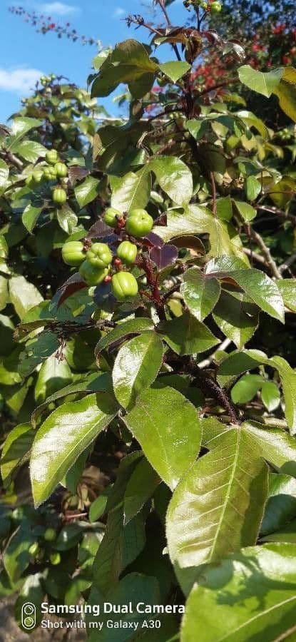 Bauchige Brechnuss 5