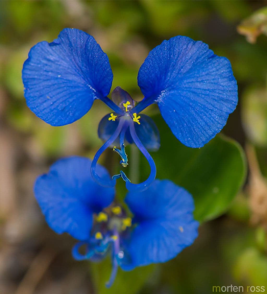 Wegerichblättrige Commelina 2