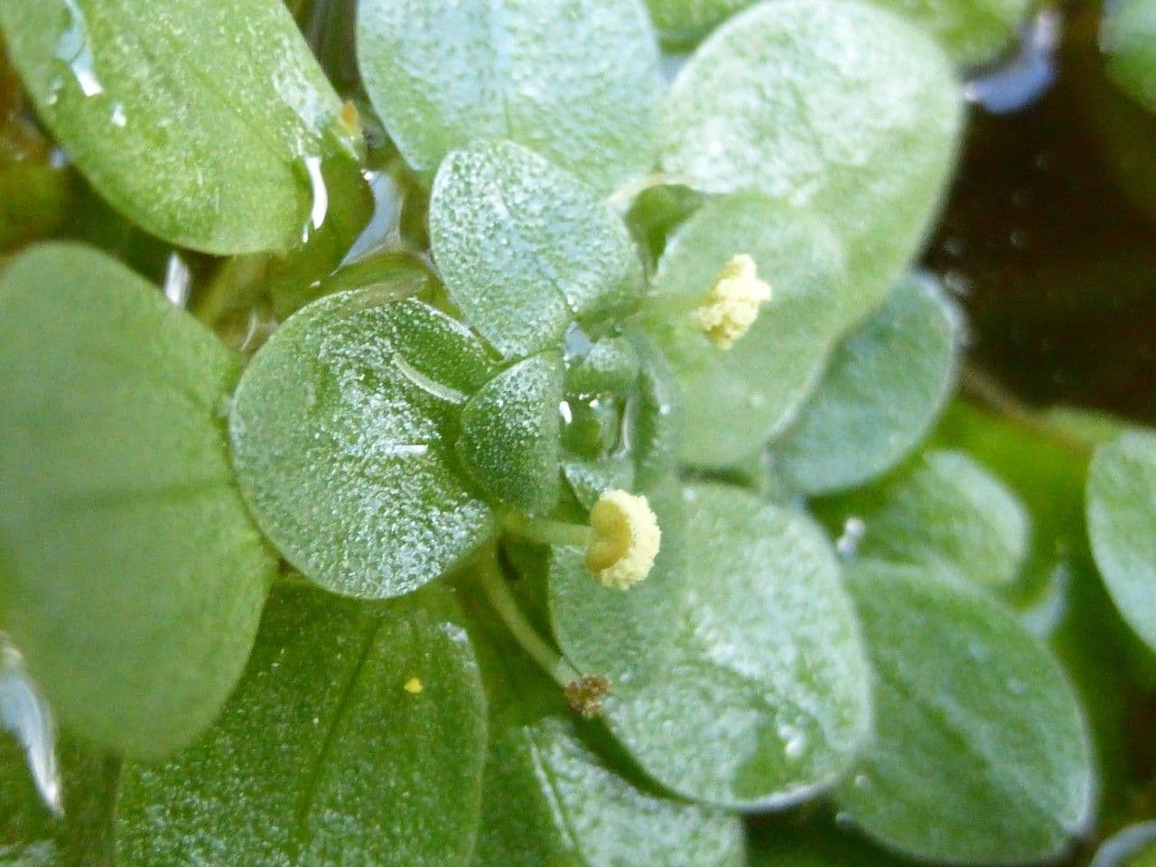 Callitriche brutia 17