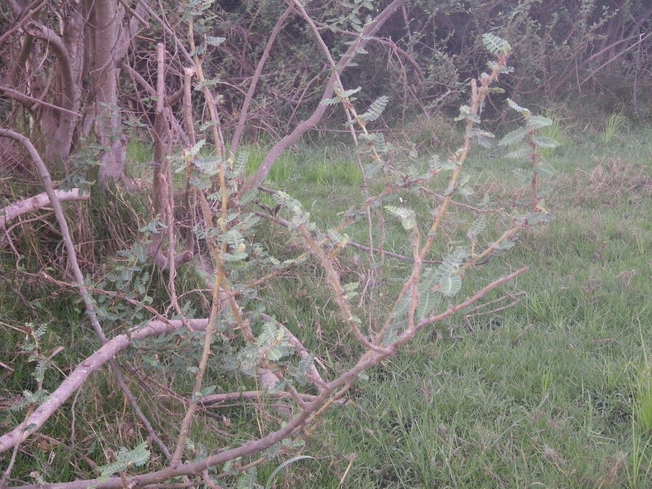 Aeschynomene 11