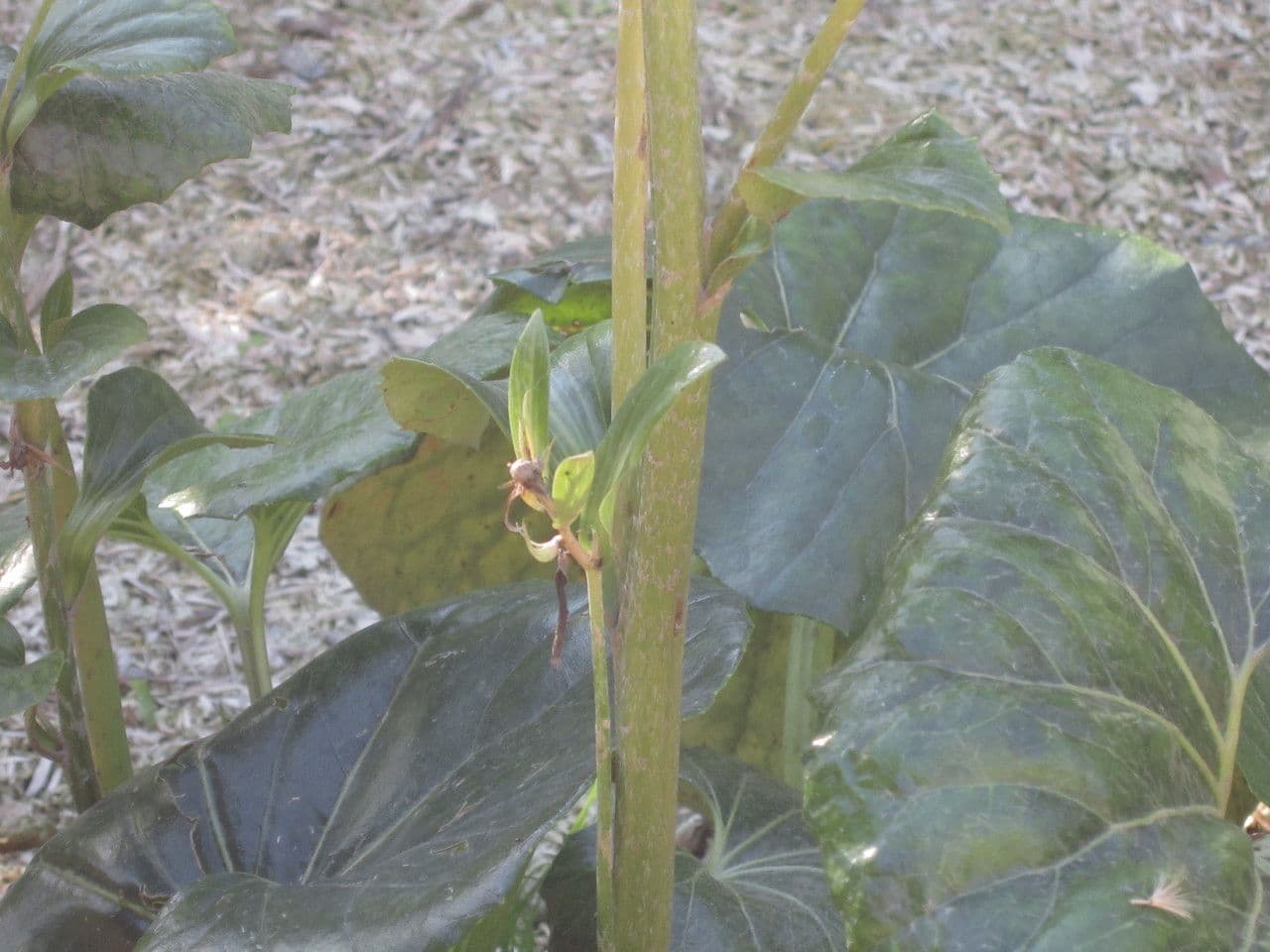 Léopardplant 3