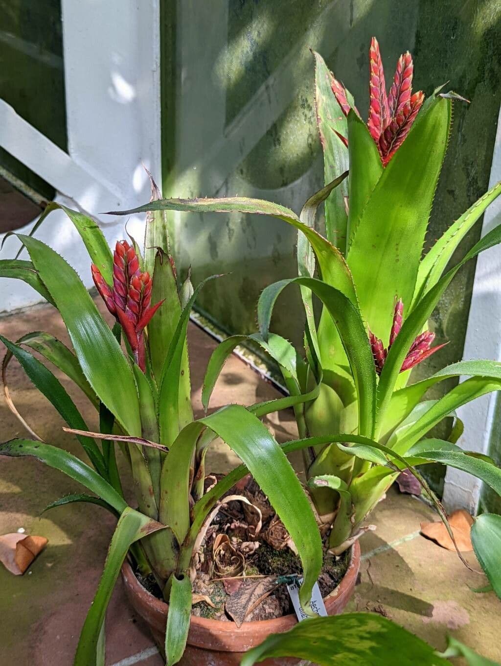 Aechmea 3