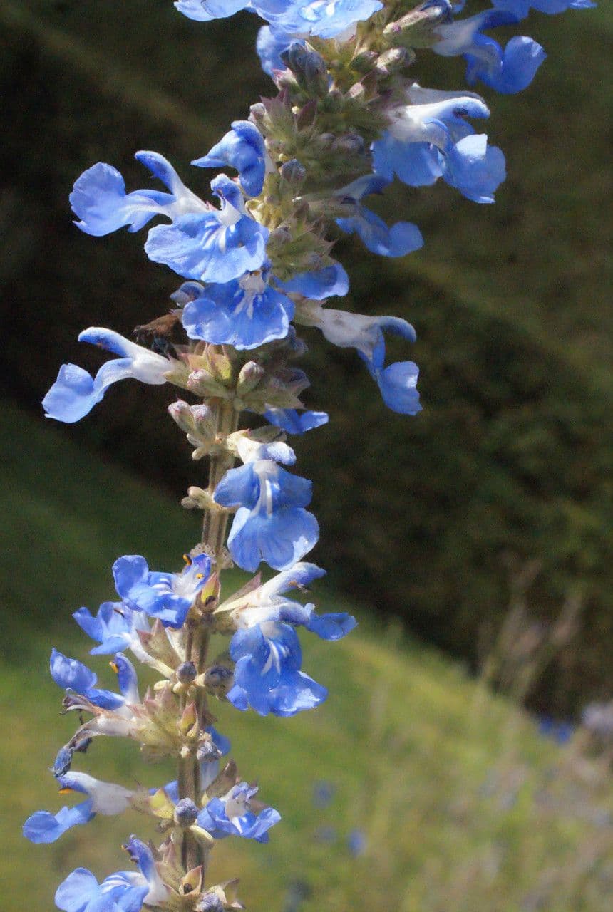 Bog sage 4