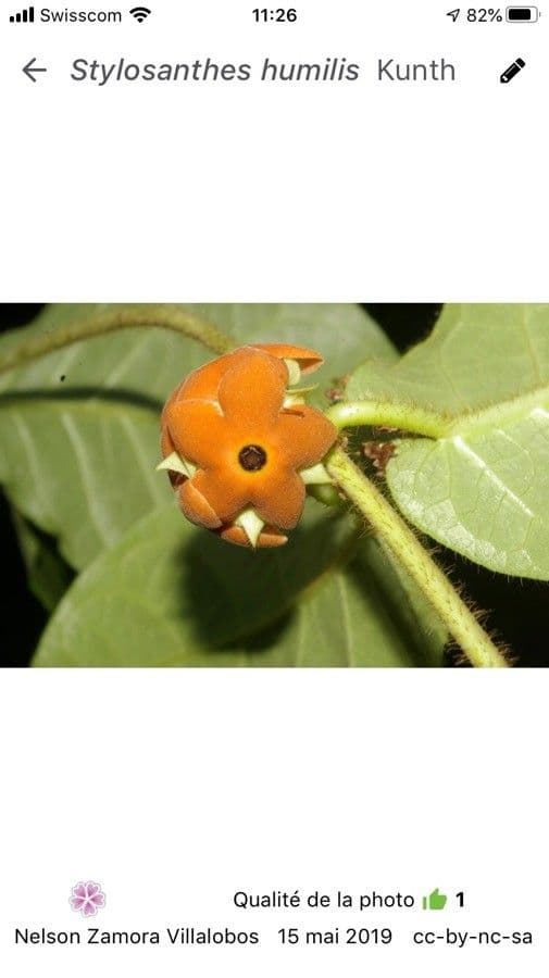 Stylosanthes 4