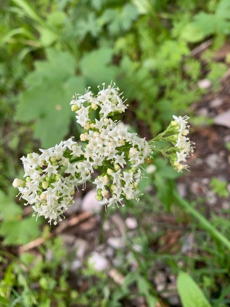 Valeriana occidentale