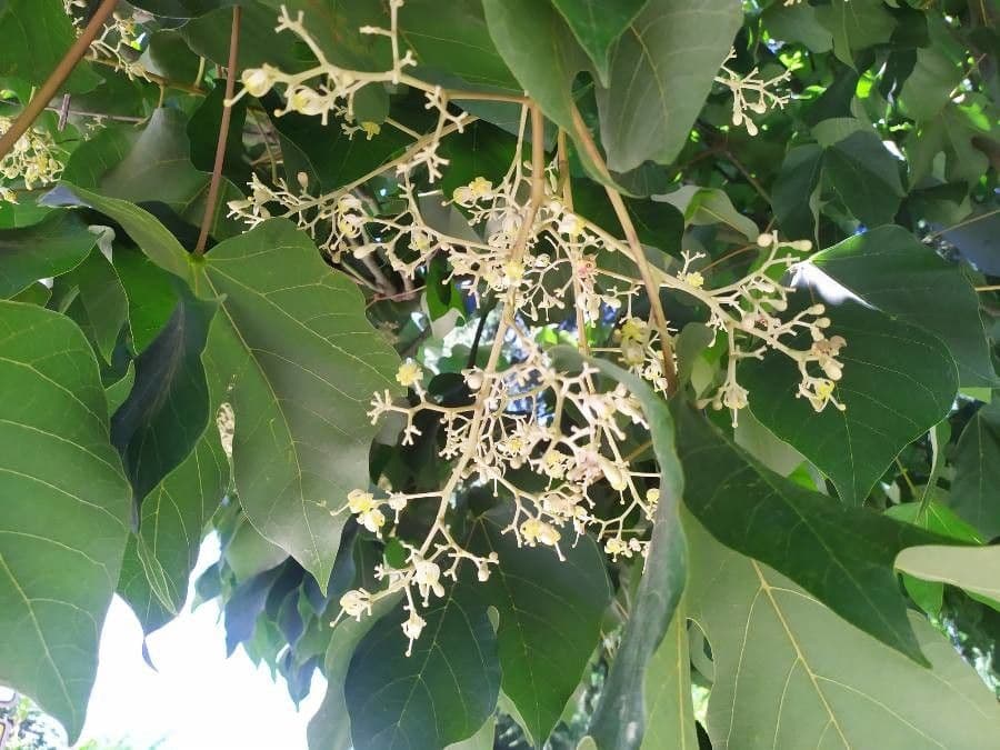 Chinesischer Flaschenbaum 9