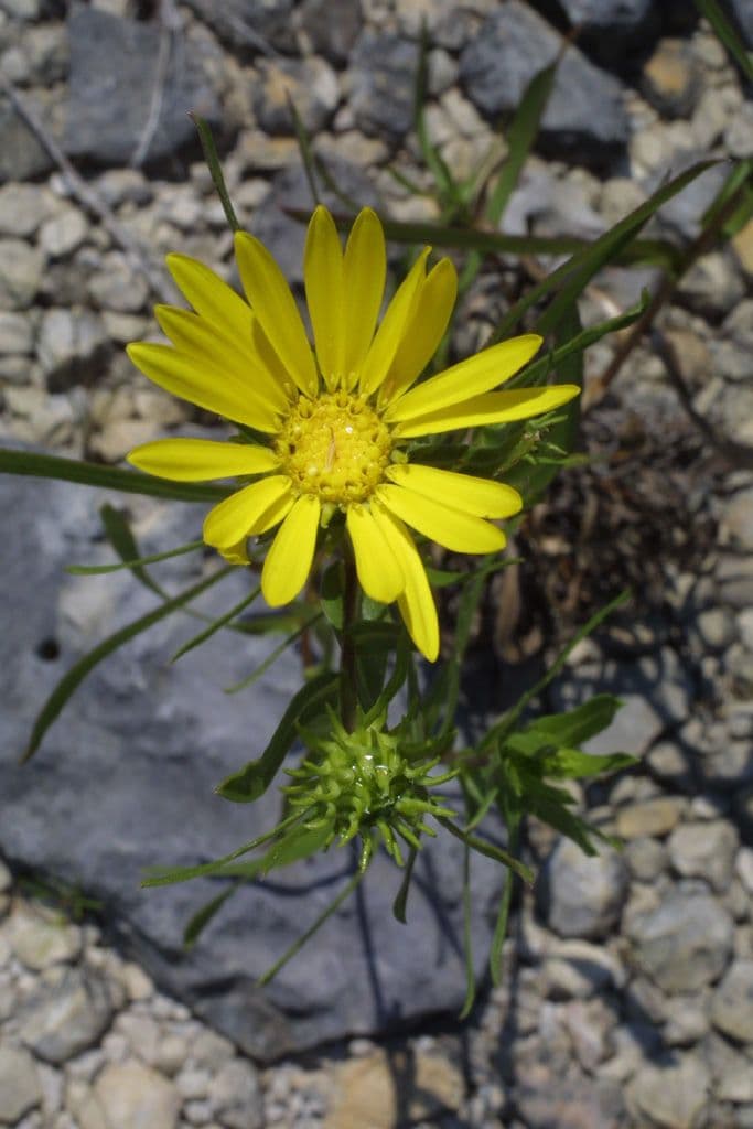 Grindelia 4