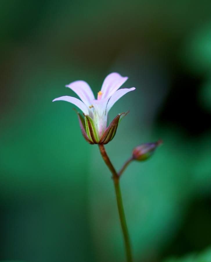Schmalblättriges Blauaugengras 6