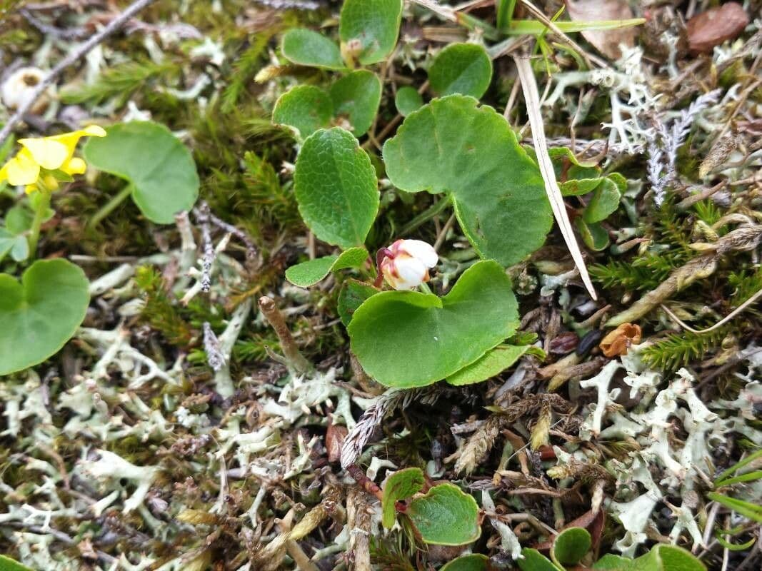 Harrimanella hypnoides 11