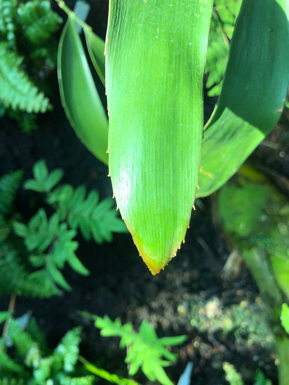 Zamia 6