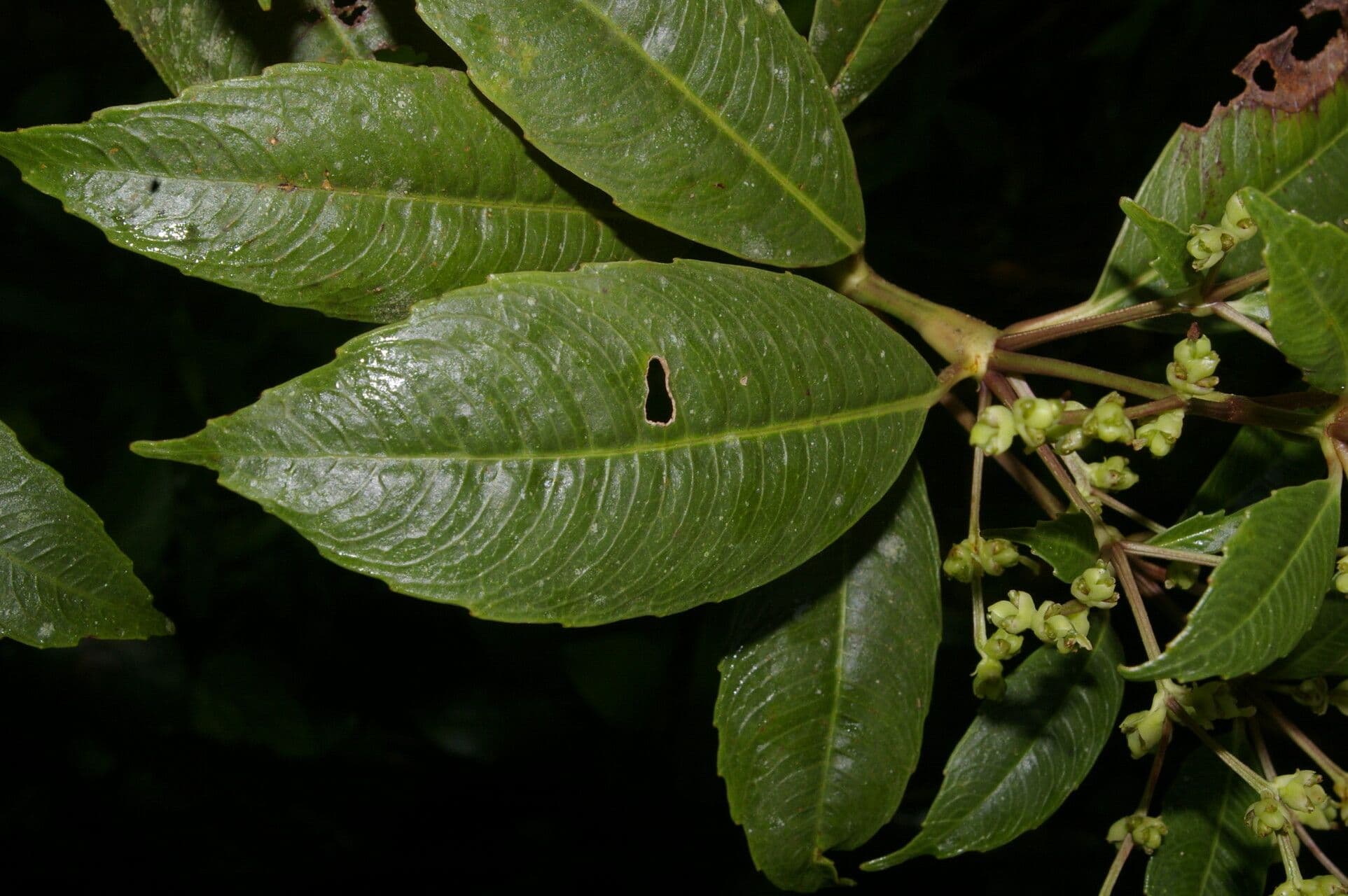Hedyosmum 6