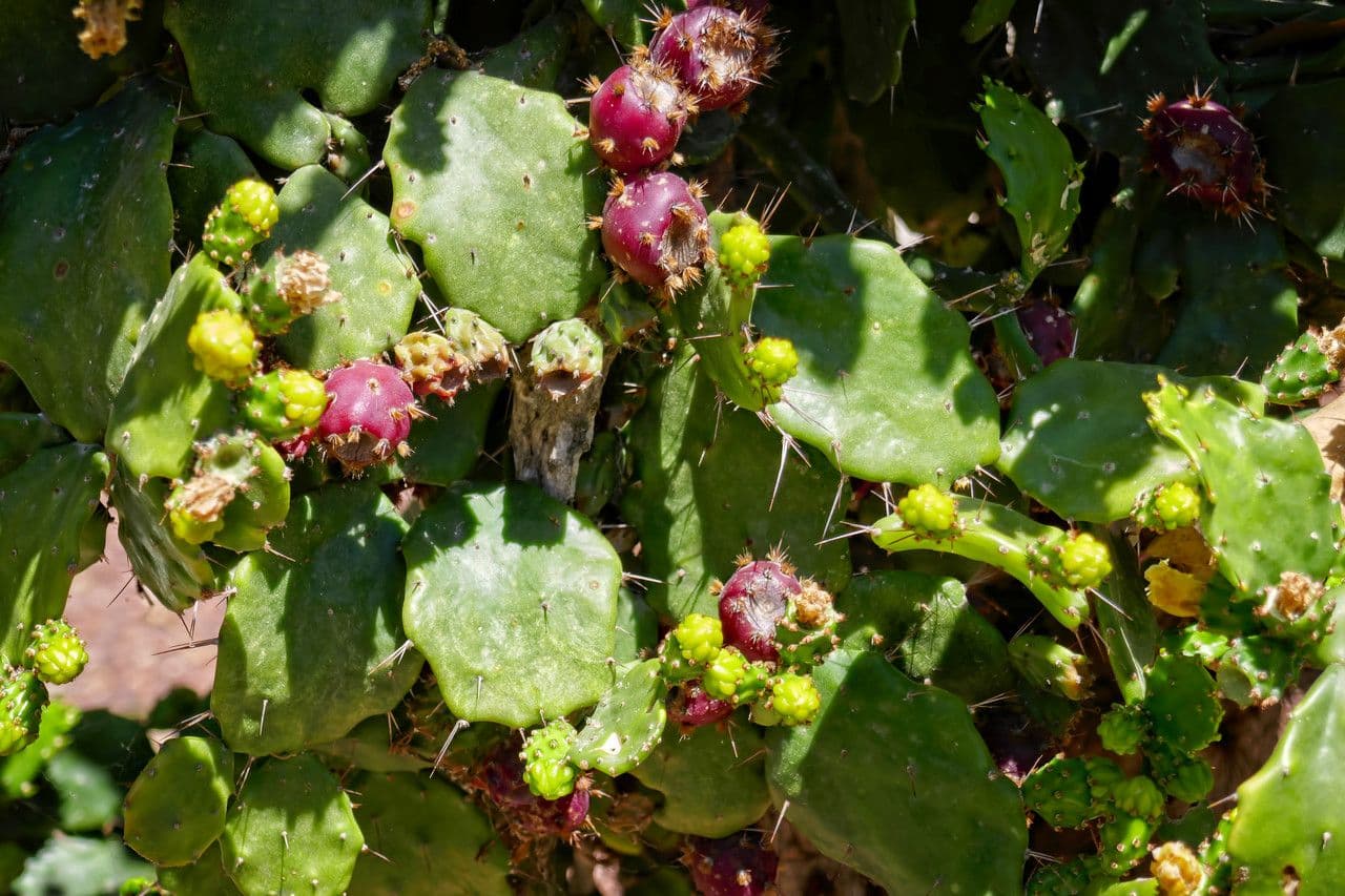 Brazilský nopál 2