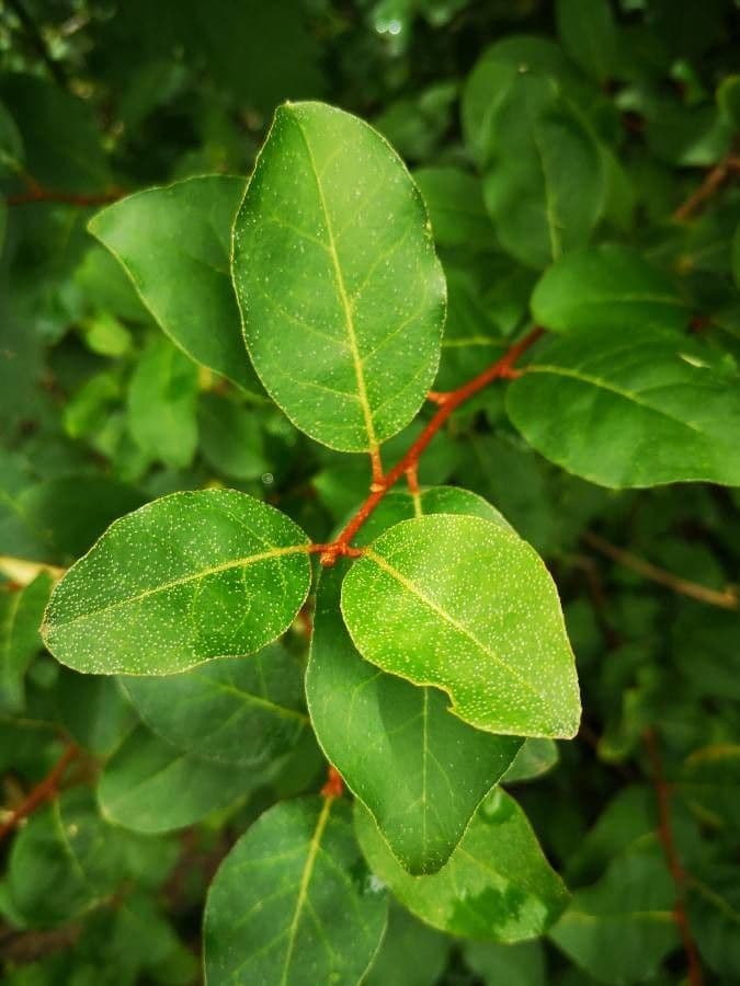 Elaeagnus multiflora 20
