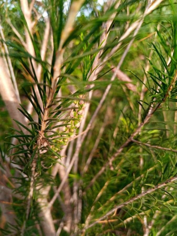 Melaleuca armillaris 4