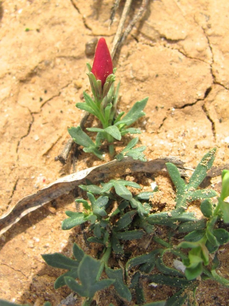 Menodora 2
