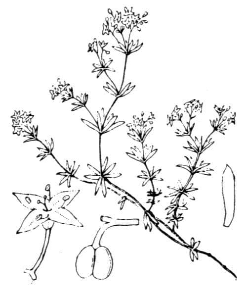 Sväzel 10