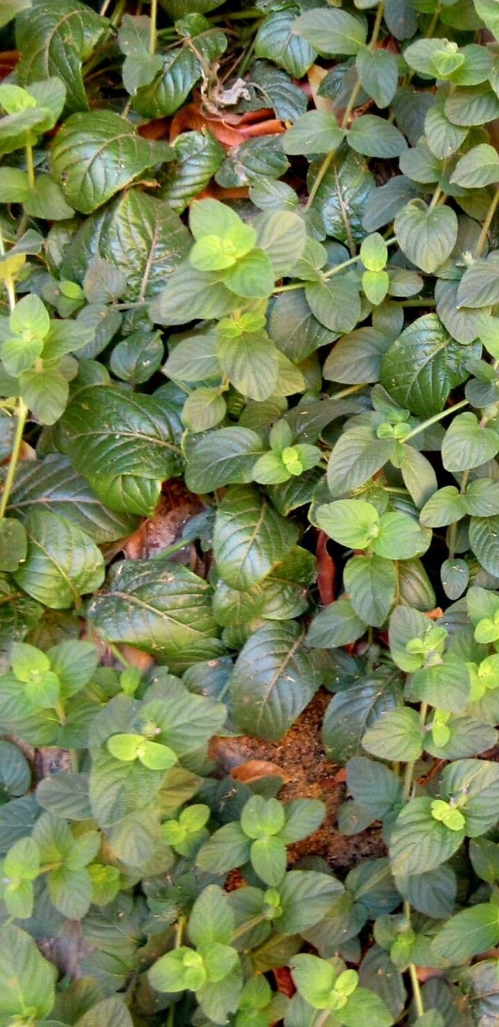 Nelsonia canescens 16