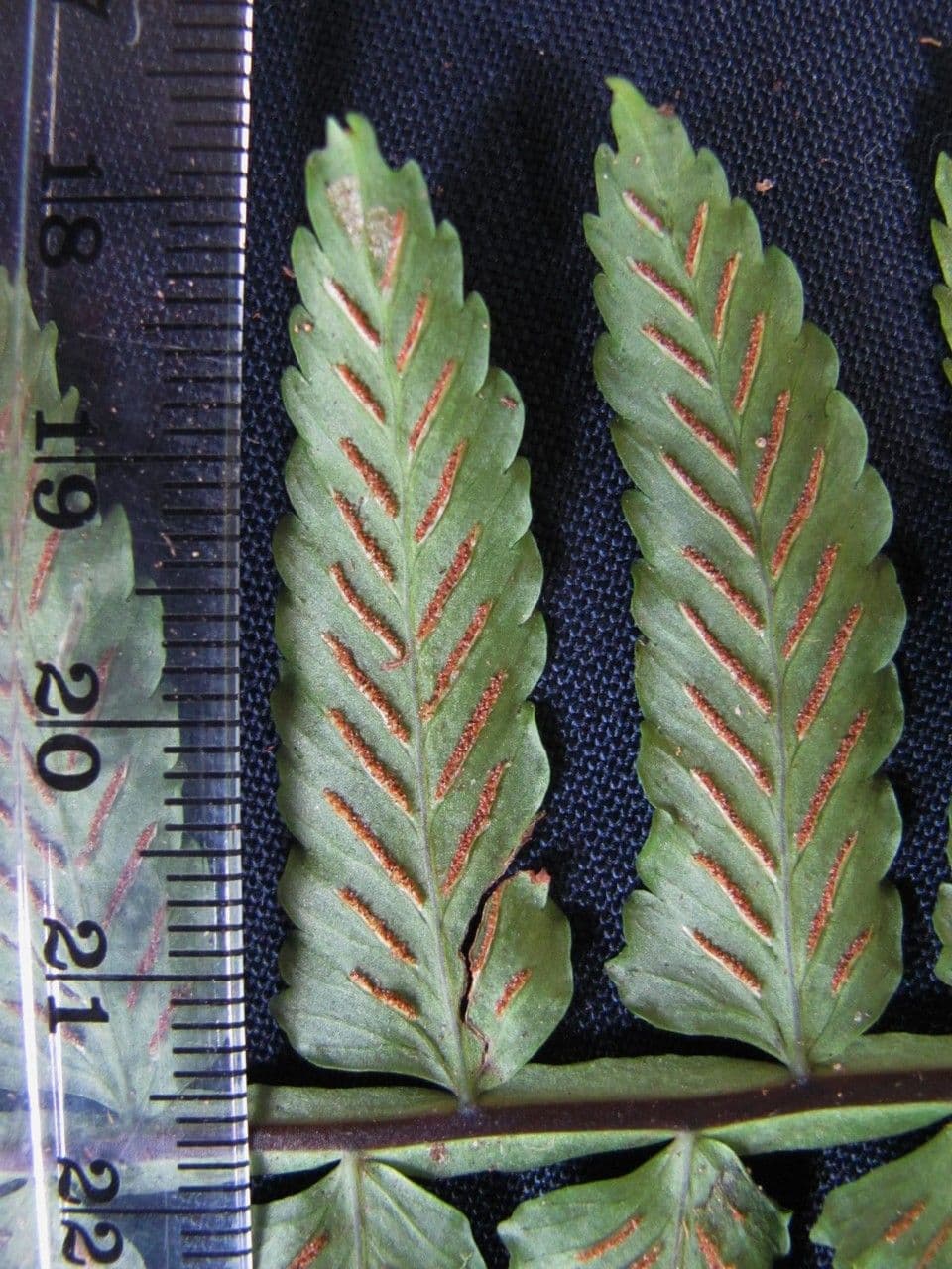 Asplenium 10