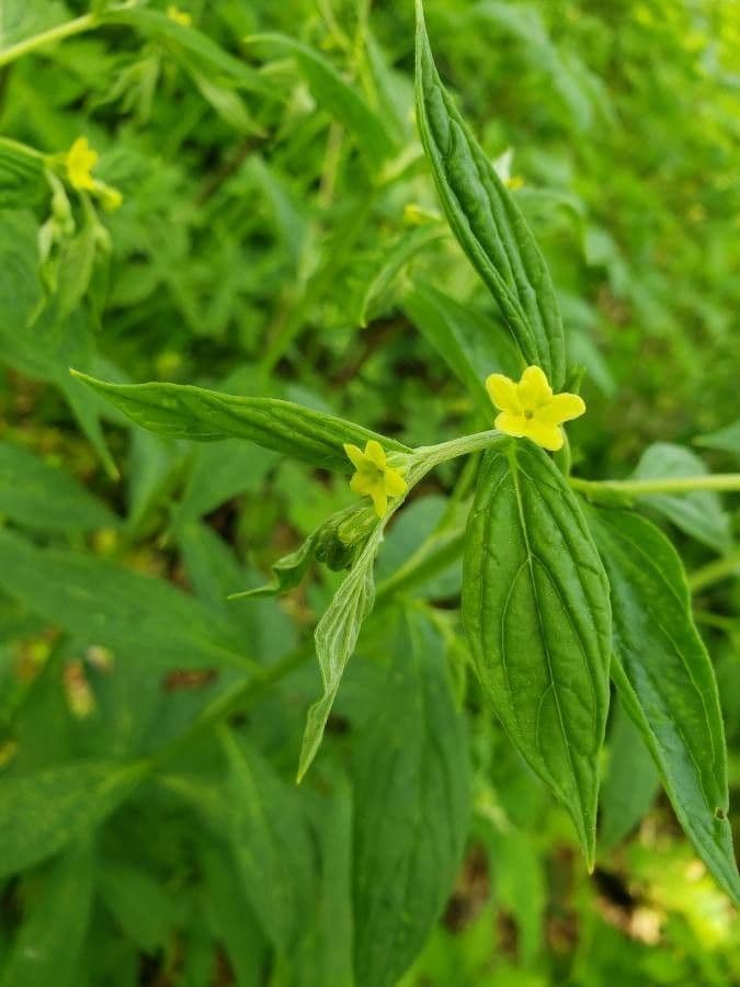 Lithospermum a foglie larghe 5