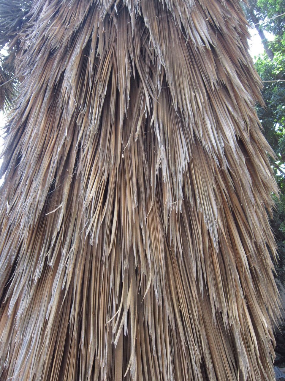 Trithrinax polny 14