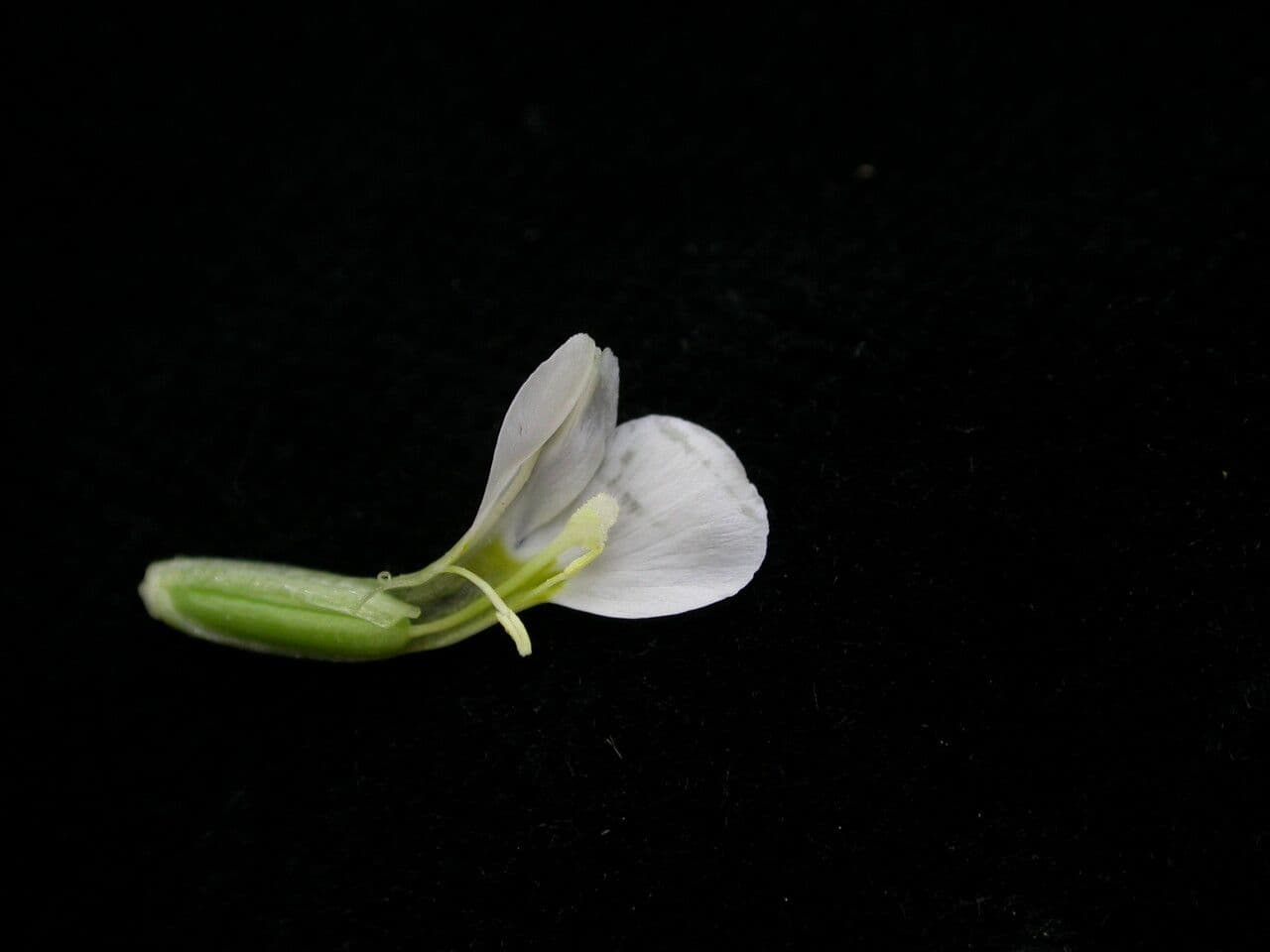 Canscora 11