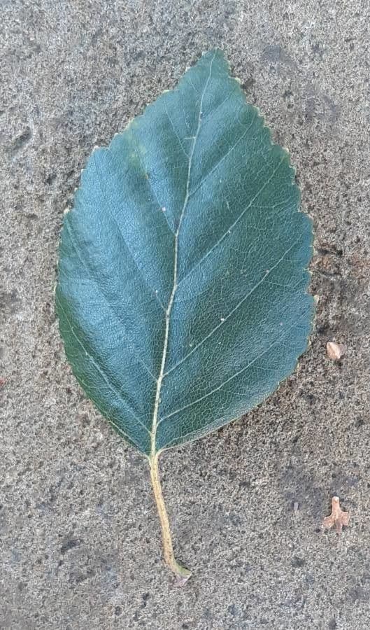 Brzoza himalajska 17