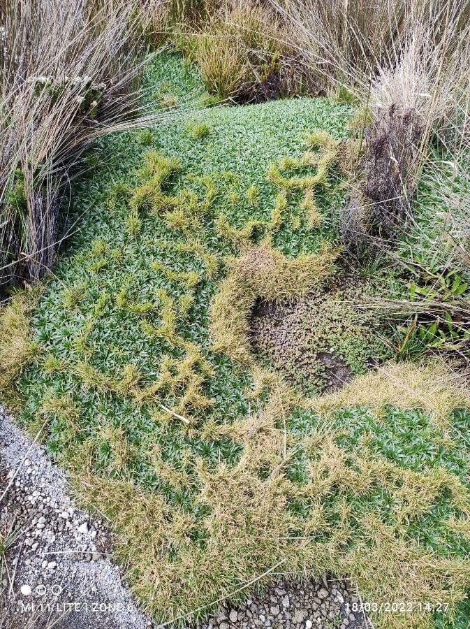 Plantago rigida 3