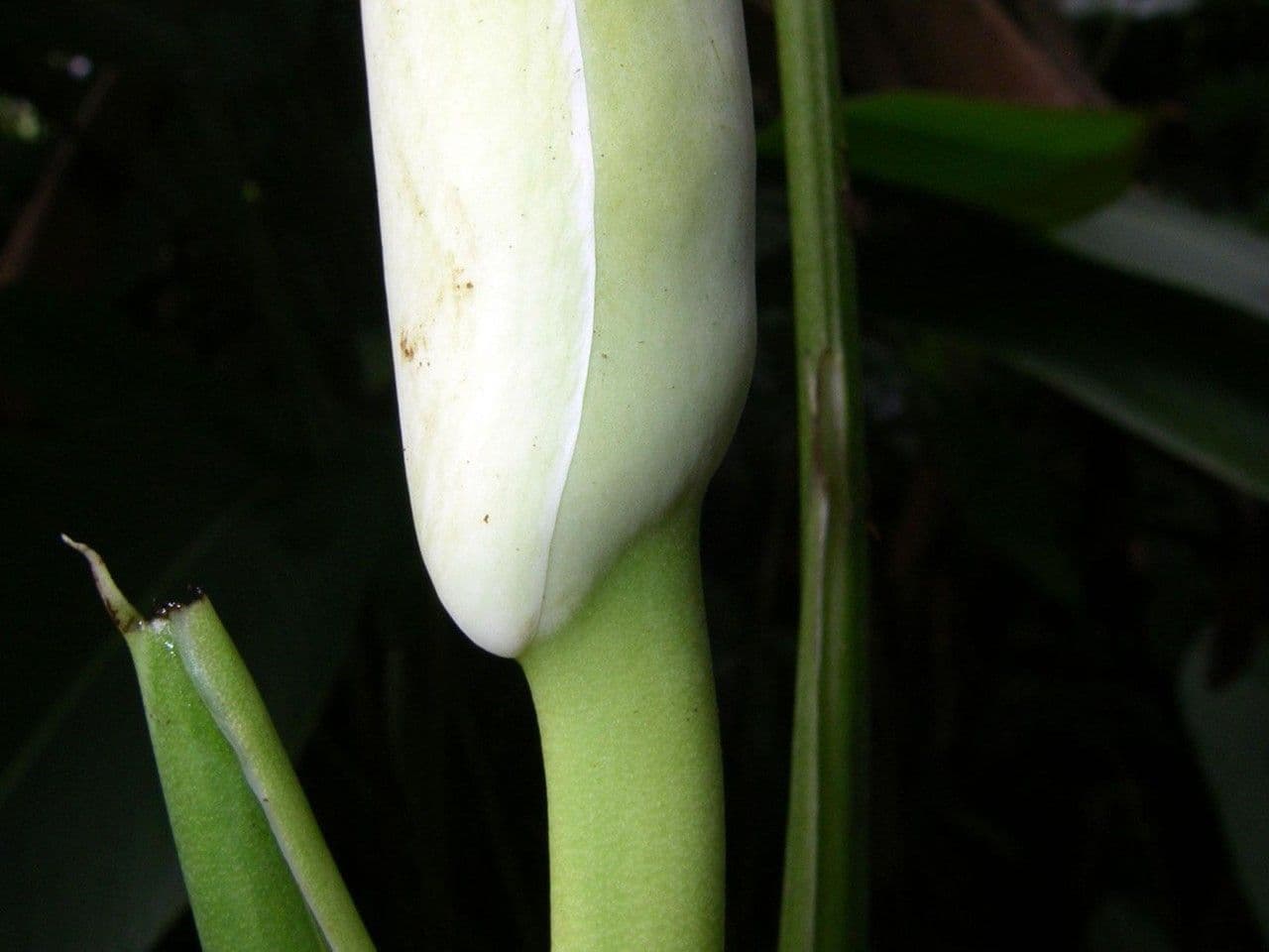 Monstera