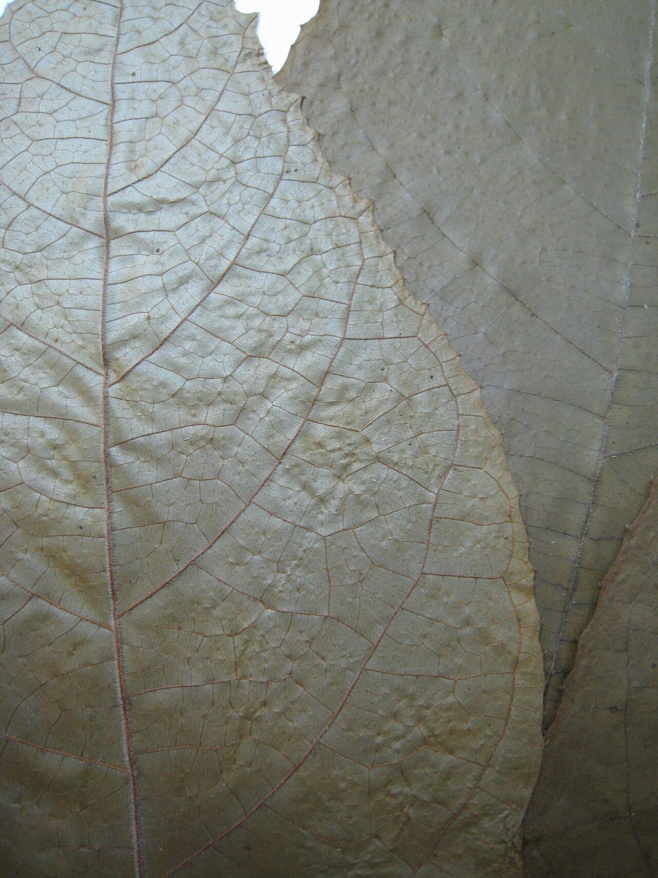 Carpotroche 4