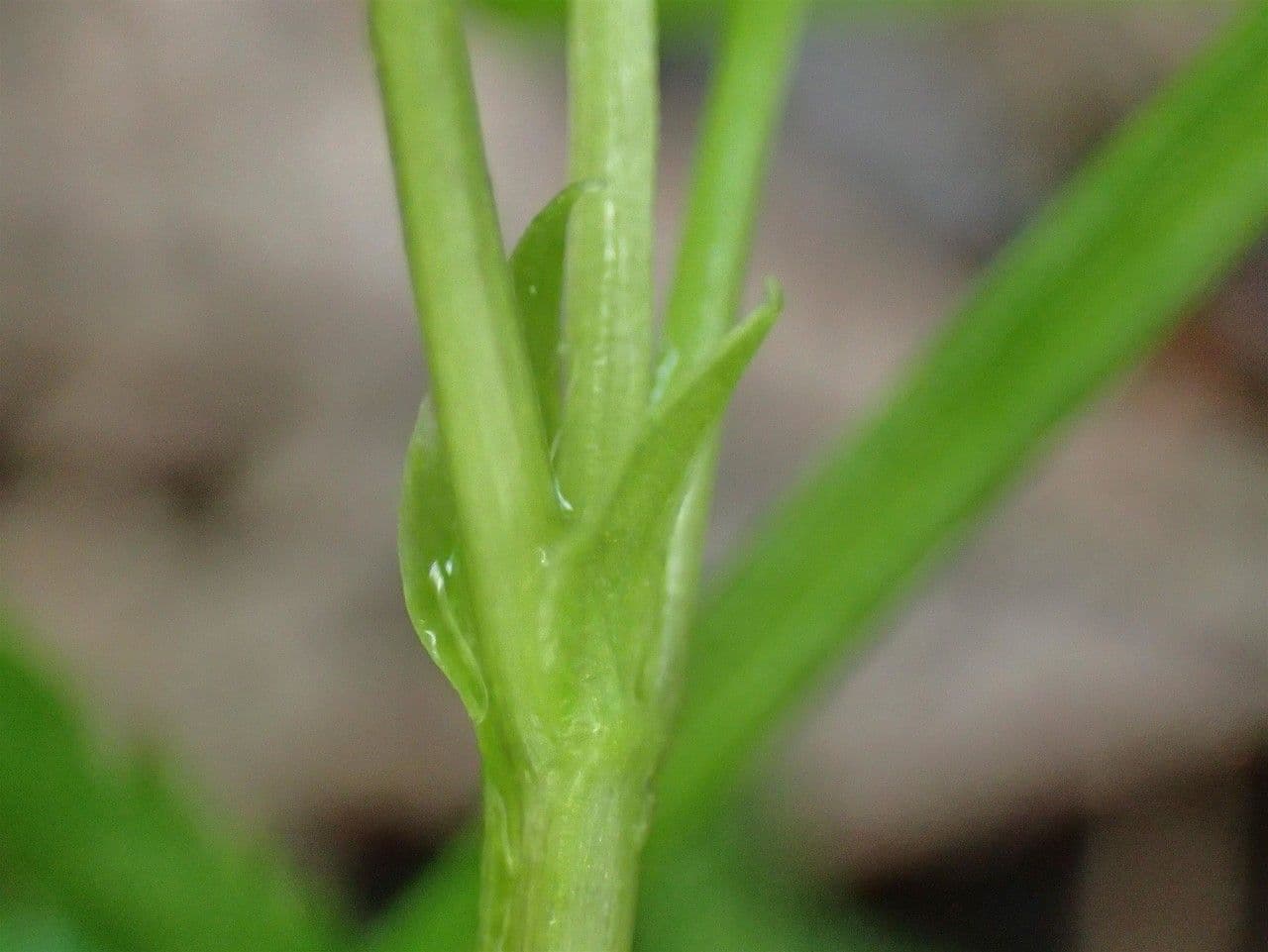 Viola biflora 22