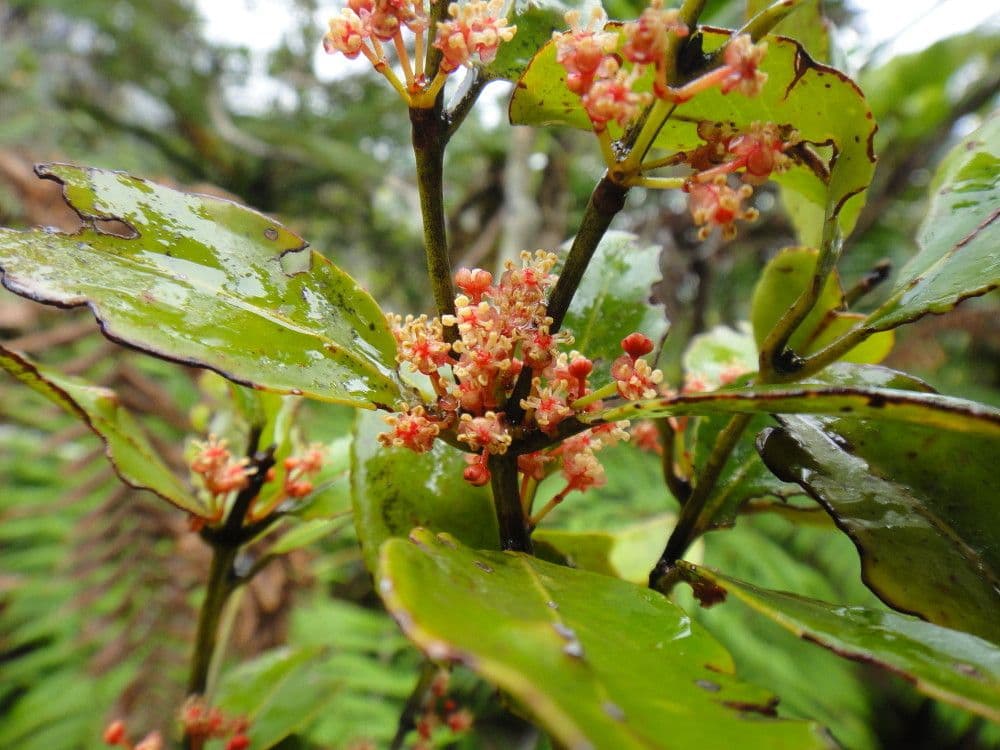 Austrobuxus 3