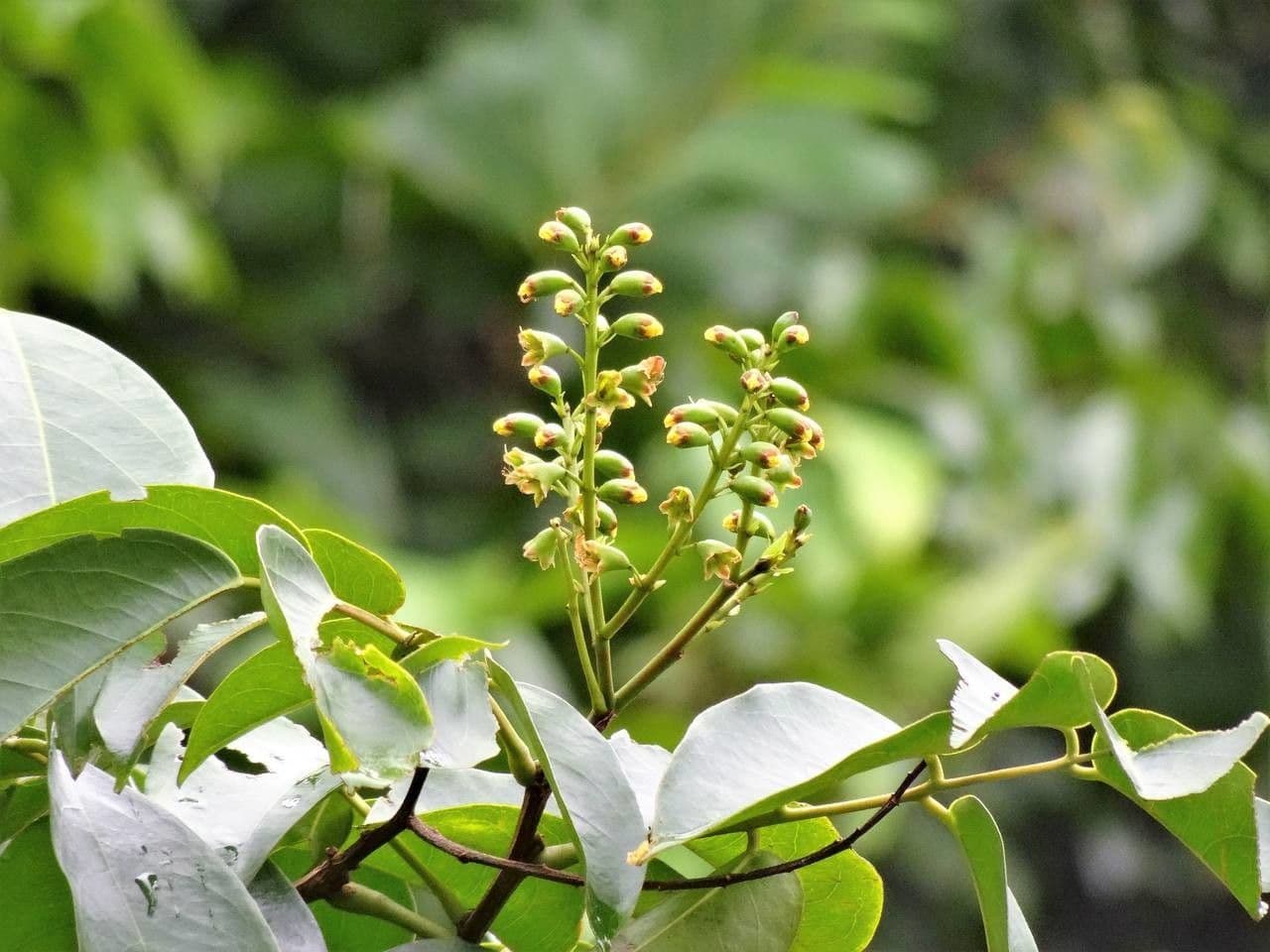 Pterocarpus 10