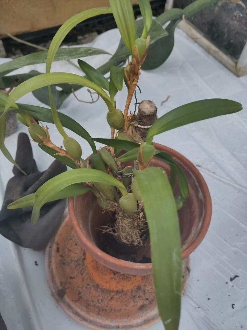 Coelogyne 13