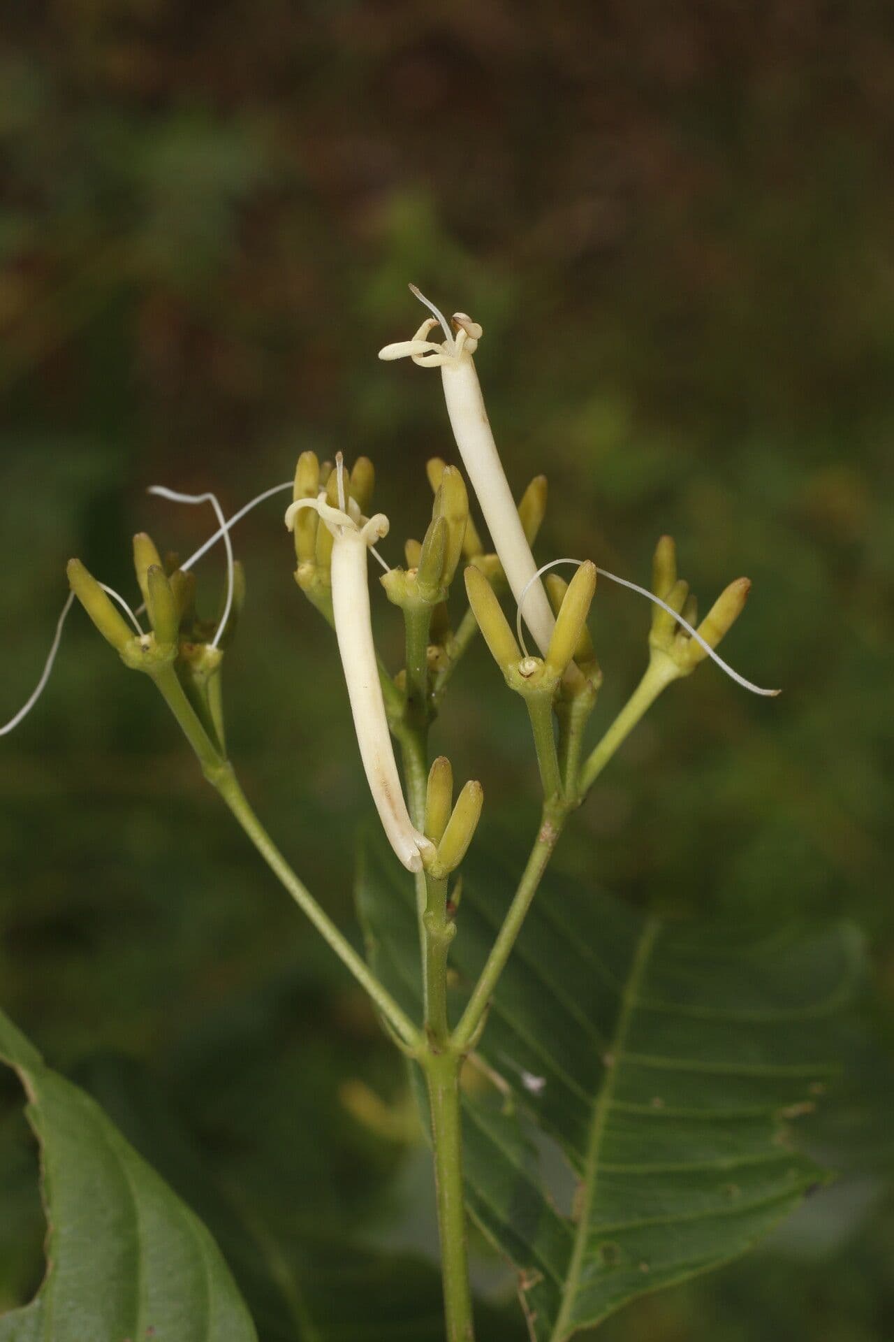 Palicourea 3