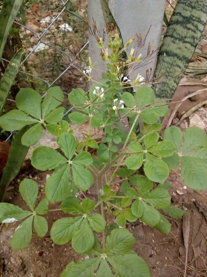 Cleome 10