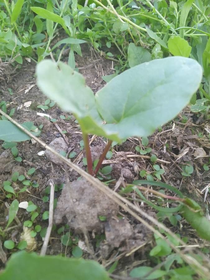 Rabarbaro da giardino 19