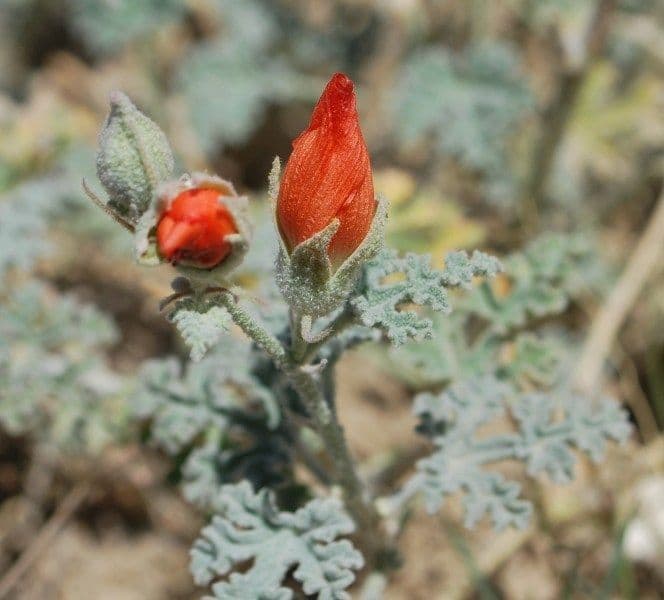 Malva de Rusby 3