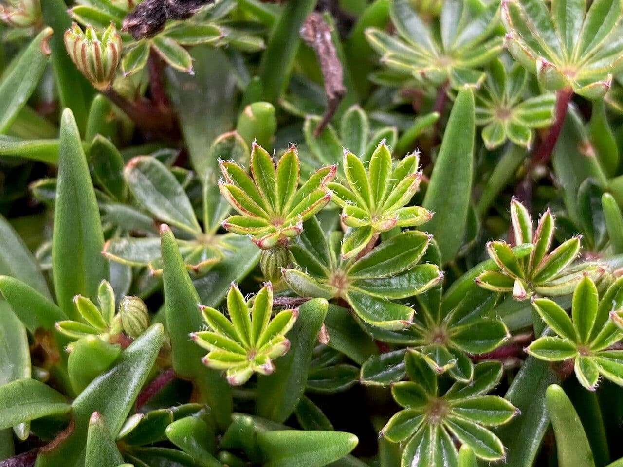 Kleinblättrige Lupine 10