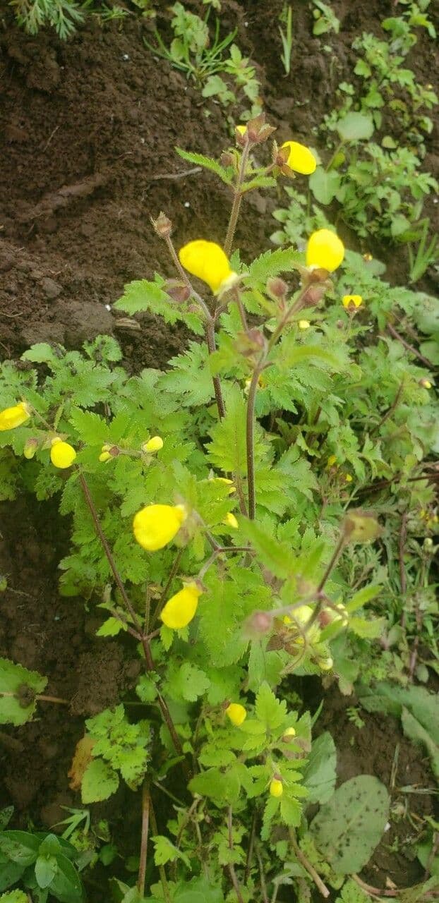 Calceolaria 10