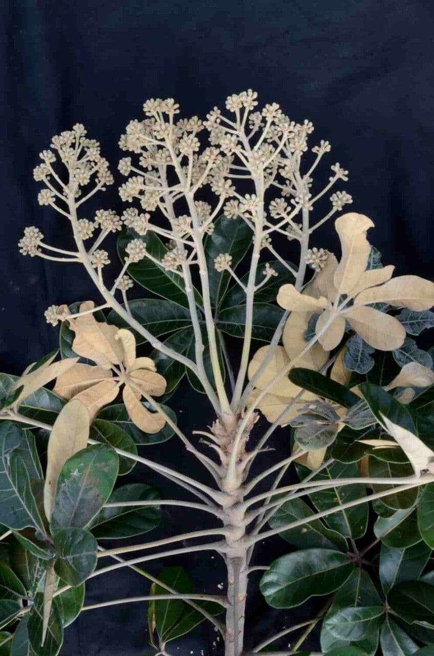 Didymopanax macrocarpus 7