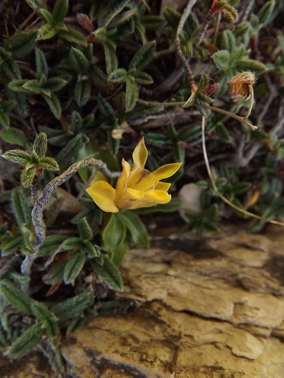 Gentiana occidentalis 13