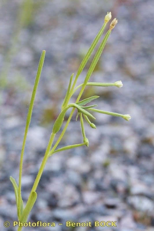 Epilobium lactiflorum 13