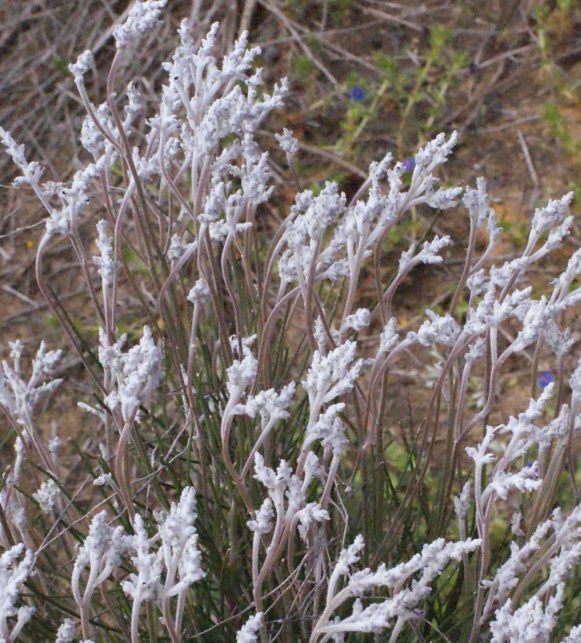 Conospermum stoechadis 4