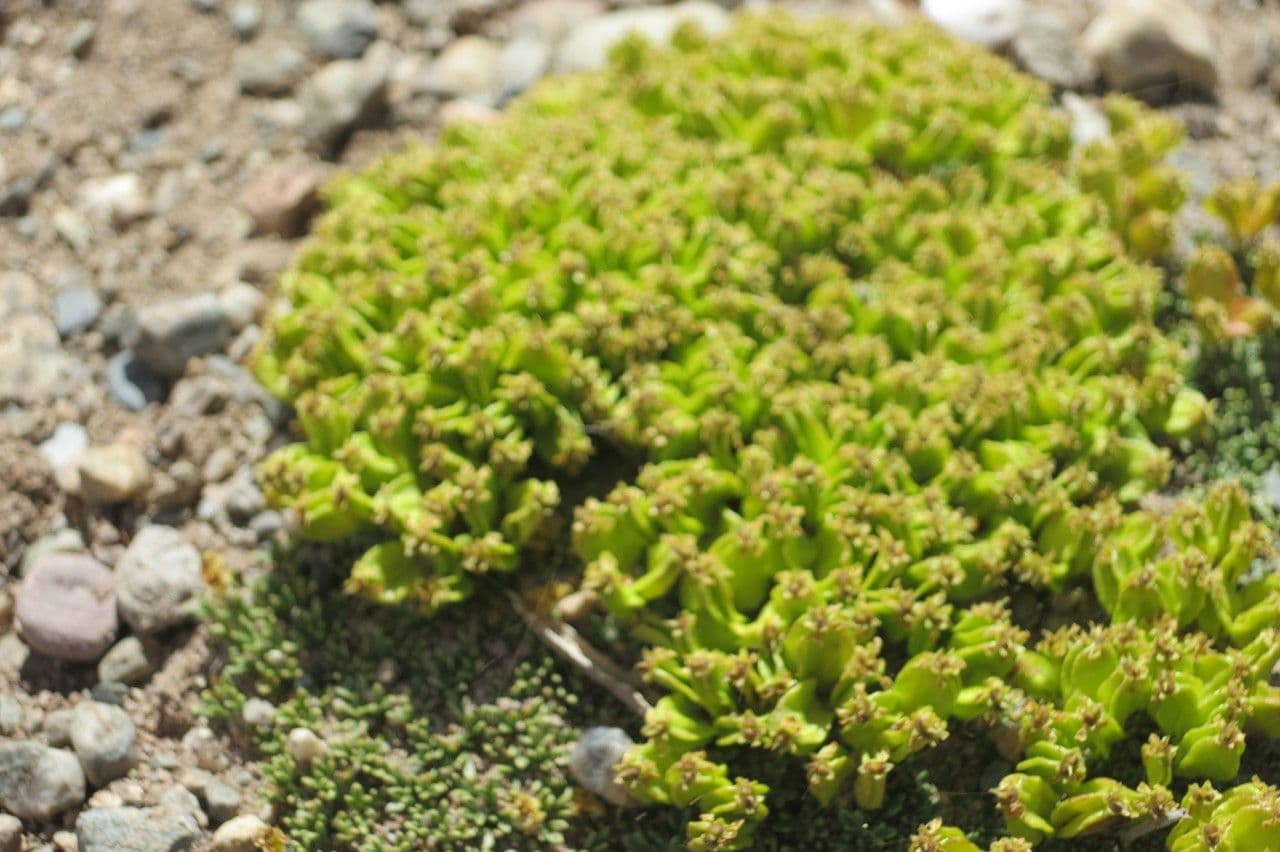 Azorella monanta