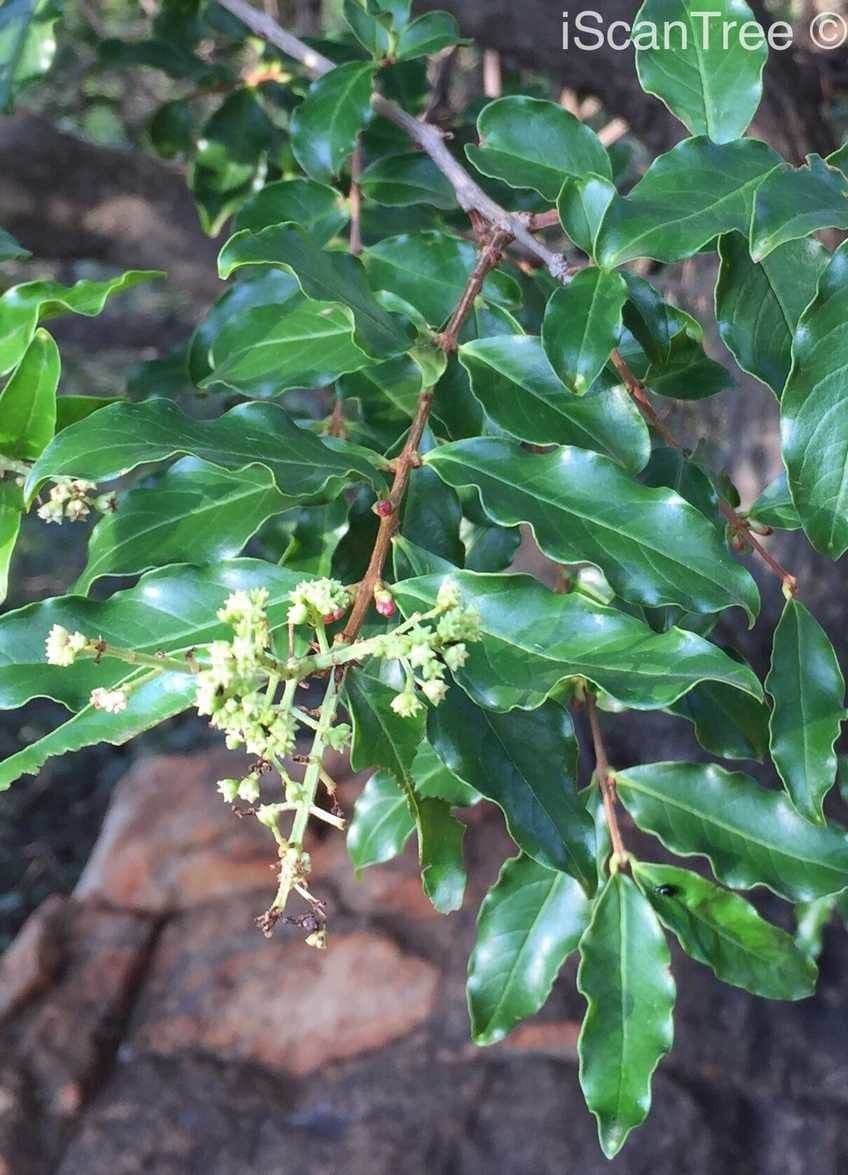 Galpinia 10